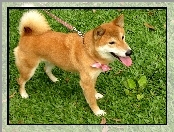 Shiba Inu, Smycz, Kokardka, Trawa