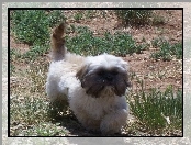 Shih Tzu