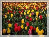Tulipany, Wooden Shoe Tulip Farm, Farma, Stany Zjednoczone, Pole, Stan Oregon