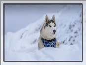 Siberian Husky, Góry, Chustka, Zima