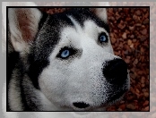 Siberian Husky