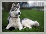 Siberian Husky