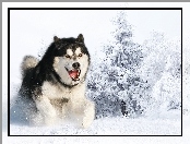 Siberian, Śnieg, Husky, Zima
