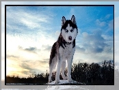 Pies, Siberian Husky