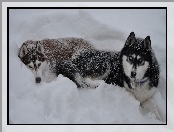 Siberian Husky, Zima, Psy, Śnieg