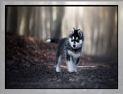 Siberian husky, Droga, Szczeniak, Las