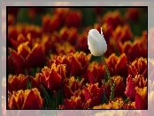 Wyróżniający Się, Tulipan