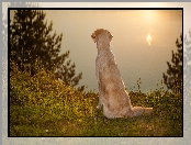 Siedzący, Jezioro, Pies, Golden retriever