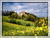 Kwiaty, Villa Montesoli, Wzgórza, Toskania, Prowincja Siena, Toskania, Włochy, Łąka, Drzewa