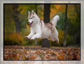 Skaczący, Pies, Siberian husky