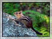 Skała, Chipmunk