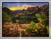 Stany Zjednoczone, Kaktus, Drzewa, Stan Arizona, Sedona, Góry, Skały