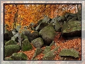 Skały, Las