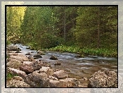 Potok, Skały, Las