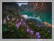 Odbicie, Góry Tienszan, Kwiaty, Kirgistan, Jezioro Ala-Kul, Skały