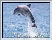 Delfin, Skok, Woda