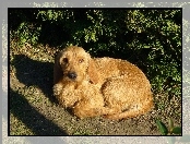 skulony, Basset Fauve de Bretagne