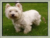 słodki, West Highland White Terrier