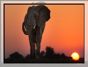 Słoń afrykański, Niebo, Sawanna, Zachód słońca