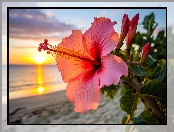 Zachód słońca, Grafika, Hibiskus, Kwiat