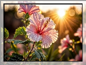 Hibiskus, Liście, Promienie słońca, Kwiat, Grafika