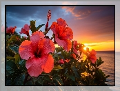 Hibiskusy, Morze, Zachód słońca, Kwiaty, Grafika