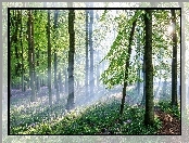 Słońca, Las, Ścieżka, Kwiatki, Promienie