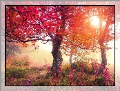 Słońca, Drzewa, Jesień, Mgła, Promienie