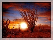 Słońca, Ocotillo, Sonora, Pustynia, Zachód