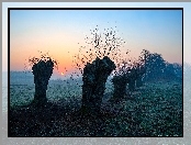 Wschód słońca, Wierzby