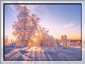 Ośnieżone, Śnieg, Promienie słońca, Drzewa, Zima