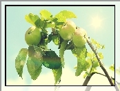 Słońce, Jabłka, Gałąź, Zielone, Listki