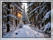 Zaśnieżona, Droga, Zima, Słońce, Ośnieżone, Drzewa, Las