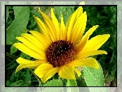 Kwiat, Słonecznik Ozdobny