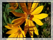 Pszczoła, Słonecznik ozdobny