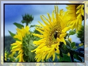 Słoneczniki, Pszczoła