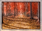 Jesień, Słoneczny, Drzewa, Dzień, Park, Czerwone, Liście, Droga