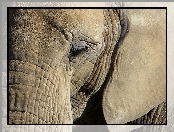 Głowa, Słonia, Uszy
