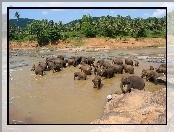 Słonie, Sri Lanka, Rzeka, Kąpiel