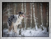 Słupek, Border Collie, Zima, Sztuczka