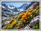 Czerwone, Kamienie, Góry, Grafika AI, Kwiaty, Żółte, Śnieg