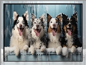 Zmarznięty, Cztery, Jęzory, Śnieg, Border collie, Psy