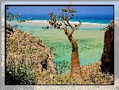 Socotra Island, Morze, Jemen, Drzewo