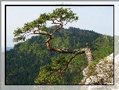 Sokolica, Sosna, Skała, Góry, Pieniny