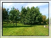 Sosnowiec, Park, Drzewa, Trawa, Ławka