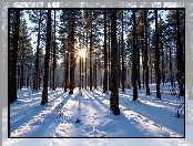 Las, Drzewa, Śnieg, Sosnowy, Promienie słońca