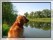 Cocker, Spaniel, Jeziorko