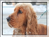 Cocker, Spaniel, Śnieg