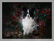 Spaniel kontynentalny miniaturowy Papillon, Krzew, Jagody