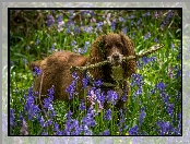 Spaniel, Hiacyntowce, Patyk, Kwiaty